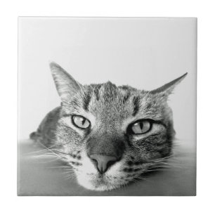 Carreau Tuile d'observation de chats