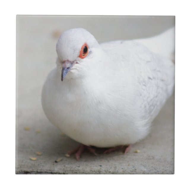 Carreau Tuile d'oiseau de colombe de diamant (Devant)