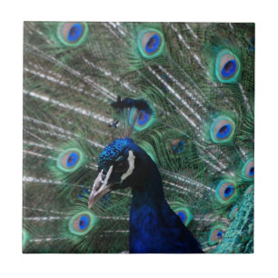 Carreau Tuile d'oiseau de paon