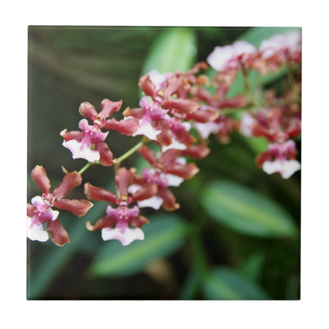 Carreau Tuile d'Oncidium de bébé de Sharry (Devant)