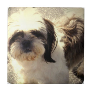 Carreau Tuile du chien Shih-Tsu