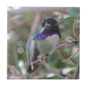 Carreau Tuile du colibri de la côte