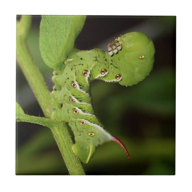 Carreau Tuile en céramique de photo de Hornworm (Devant)