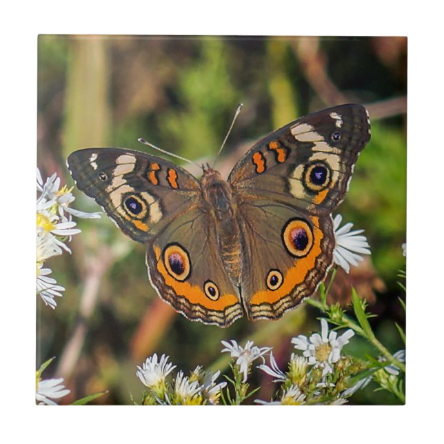 Carreau Tuile en céramique de photo de papillon commun de (Devant)