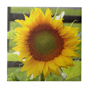 Carreau Tuile en céramique de tournesol