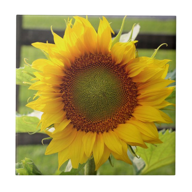 Carreau Tuile en céramique de tournesol (Devant)