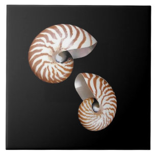 Carreau Tuile en céramique Nautilus
