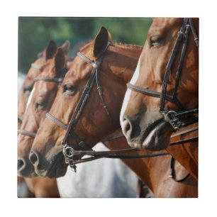 Carreau Tuile équine de concours hippique