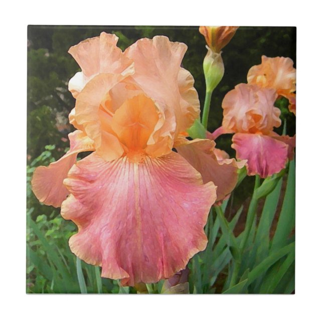 Carreau Tuile florale d'art d'iris de pêche de BA (Devant)