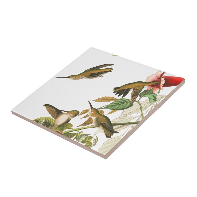 Carreau Tuile florale de faune d'oiseaux de colibri (Côté)