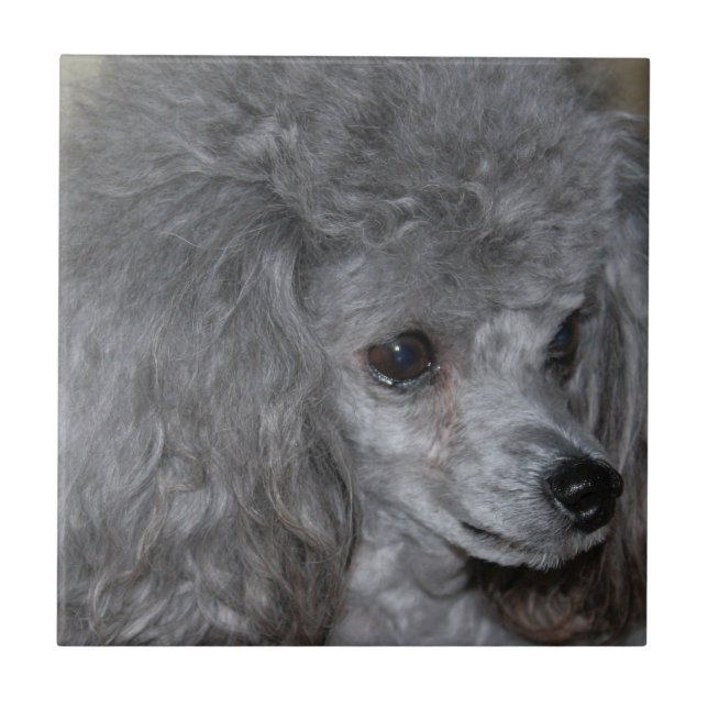 Carreau Tuile grise de caniche (Devant)