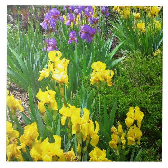 Carreau Tuile jaune et pourpre de correction de fleur (Devant)