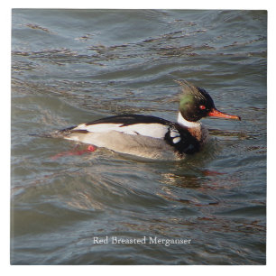 Carreau Tuile Merganser à poitrine rouge