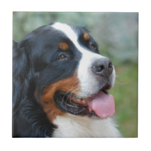 Carreau Tuile mignonne de Bernese