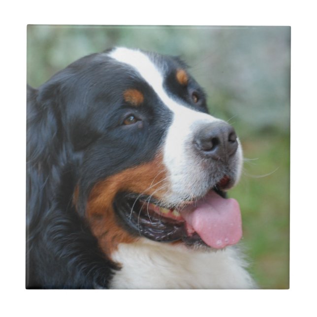 Carreau Tuile mignonne de Bernese (Devant)