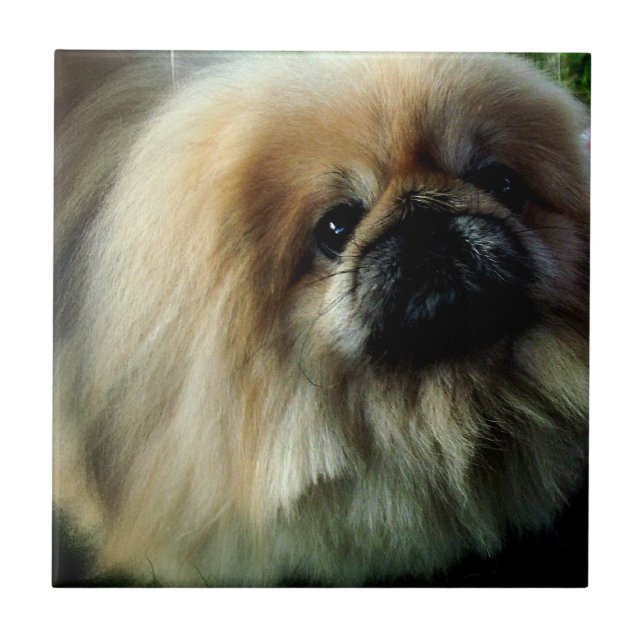 Carreau Tuile mignonne de Pekingese (Devant)