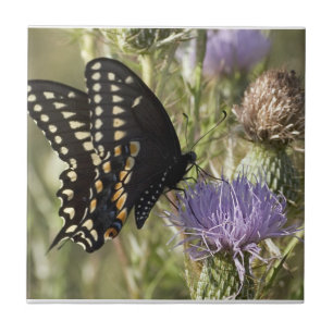 Carreau Tuile noire de papillon de machaon