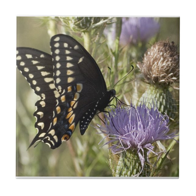 Carreau Tuile noire de papillon de machaon (Devant)