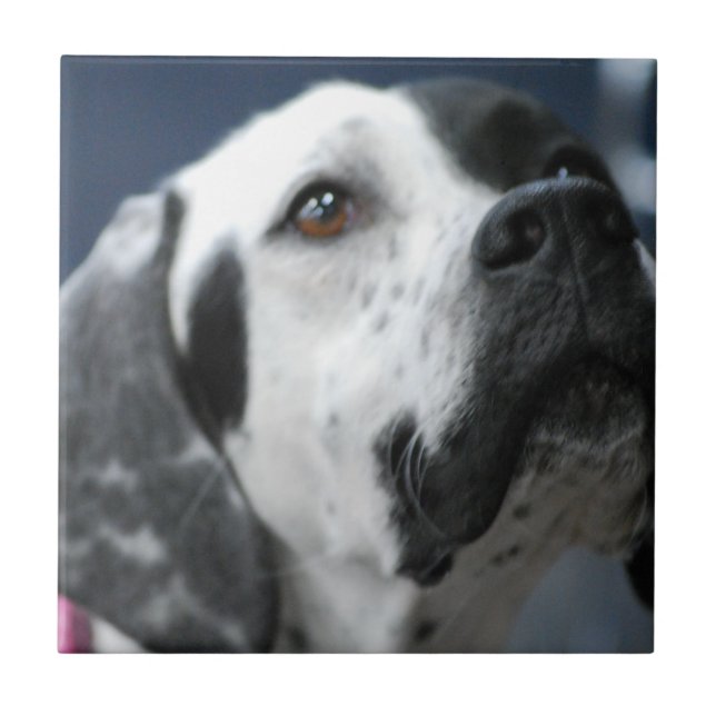 Carreau Tuile noire et blanche de chien d'indicateur (Devant)