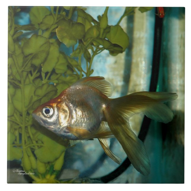 Carreau Tuile orange argentée de poisson rouge de Ryukin (Devant)