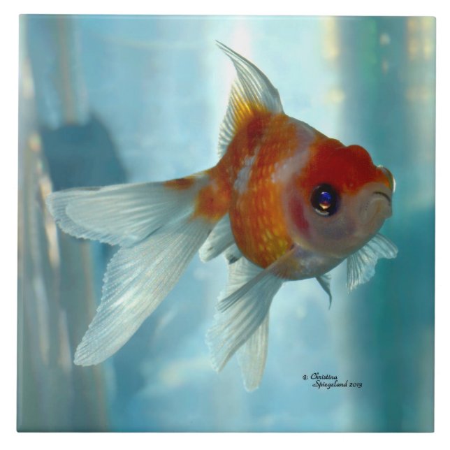 Carreau Tuile orange de poisson rouge de Pearlscale (Devant)