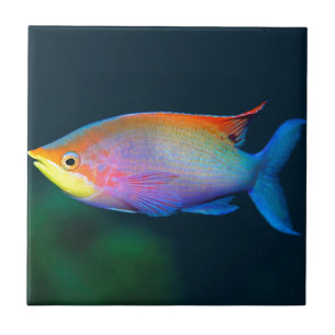 CARREAU TUILE OU TRÉPIED TROPICALE DE MUR DE POISSONS