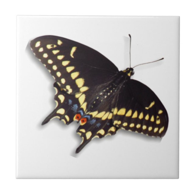 Carreau Tuile papillon - Black Swallowtail (Devant)