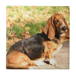 Carreau Tuile se reposante de Basset Hound