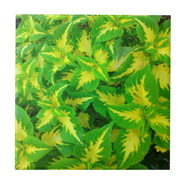 Carreau Tuile tropicale de fleur de coleus de vert jaune (Devant)