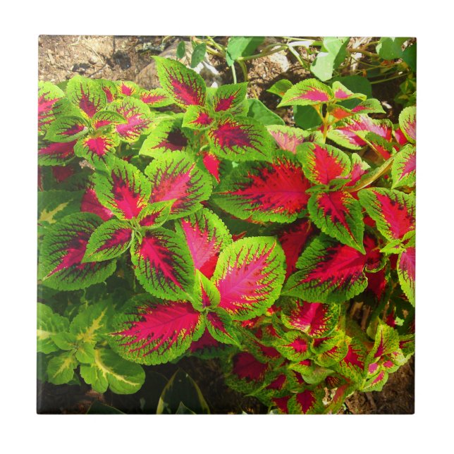 Carreau Tuile tropicale de fleur verte rose de coleus (Devant)