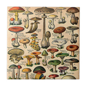 Carreau Tuile vintage de guide de champignon