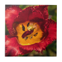 Tuliforme rouge