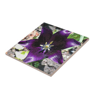 CARREAU "TULIP COLORÉ D'EGGPLANT" CARRELAGE CÉRAMIQUE/TRIV
