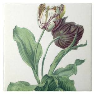 Carreau Tulipe de jardin, de "opéra Botanica", gravé par