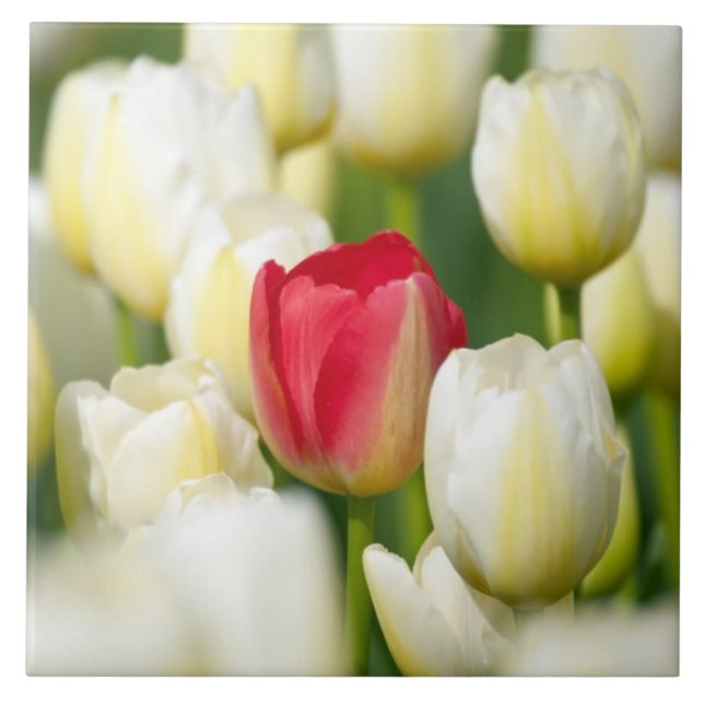 Carreau Tulipe rouge dans un domaine des tulipes blanches (Devant)