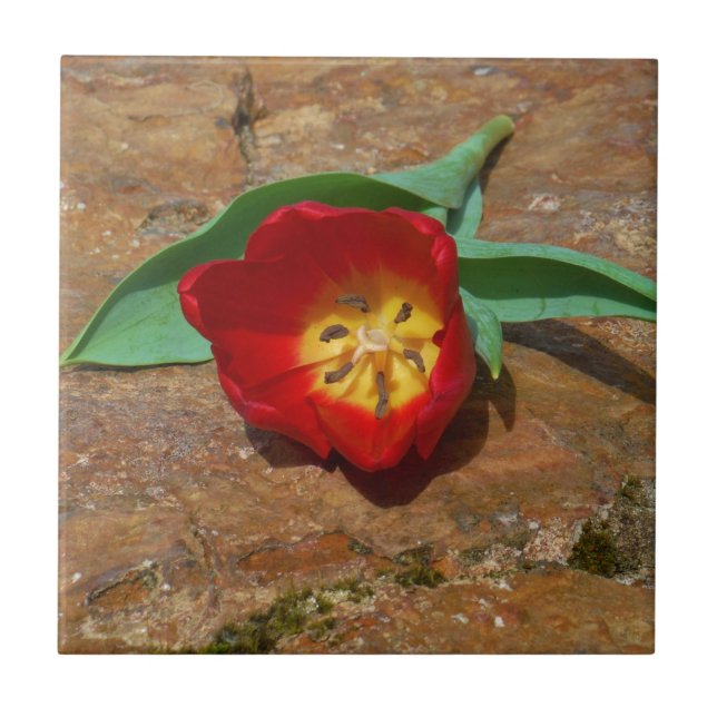 Carreau Tulipe rouge du printemps (Devant)