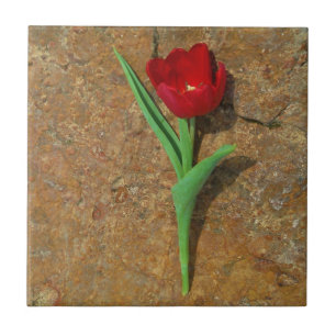 Carreau Tulipe rouge et jaune