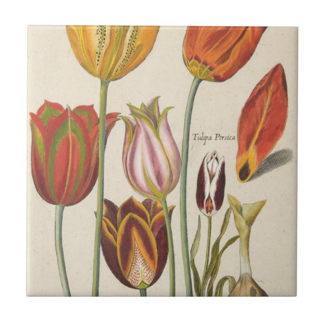 Carreau Tulipes (Devant)