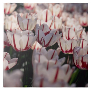 Carreau Tulipes