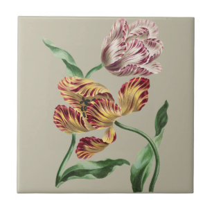 Carreau Tulipes botaniques du 18e siècle de style vintage