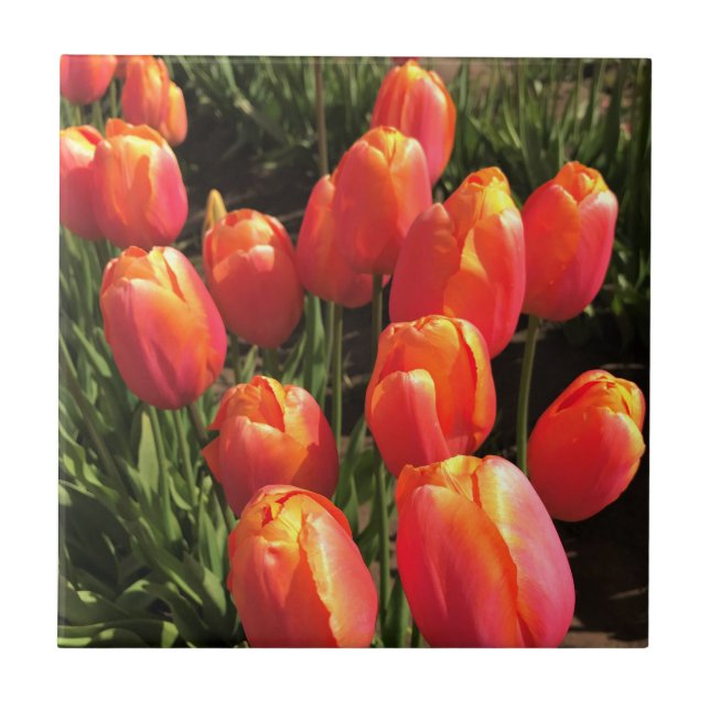 Carreau Tulipes de Dordogne, Oregon (Devant)