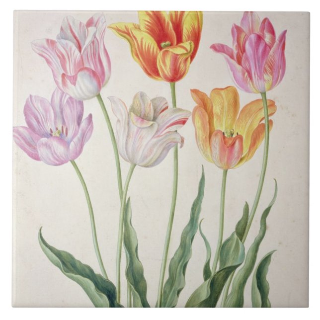 Carreau Tulipes, du "Florilegium de Nassau" (la semaine (Devant)