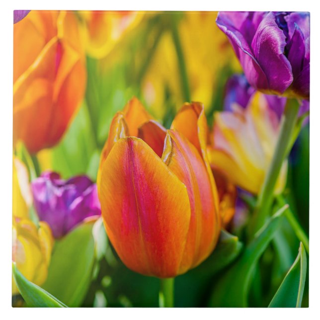 Carreau Tulipes Enchantant (Devant)