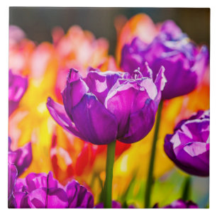 Carreau Tulipes Enchantant violet