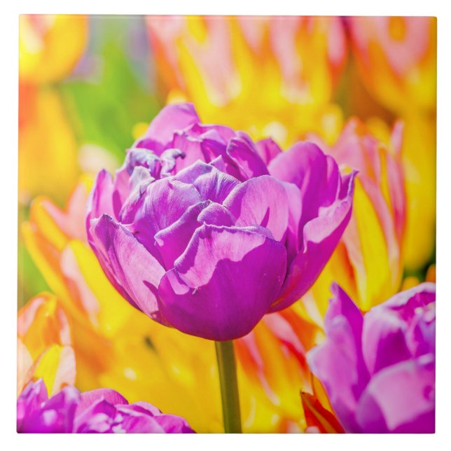 Carreau Tulipes Enchanter 12 (Devant)