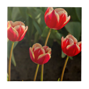 Carreau Tulipes, Festival des Tulipes, Woodburn, Oregon, É