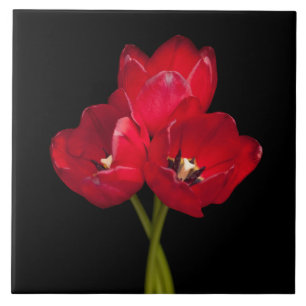 Carreau Tulipes rouges de sang sur un Arrière - plan noir 
