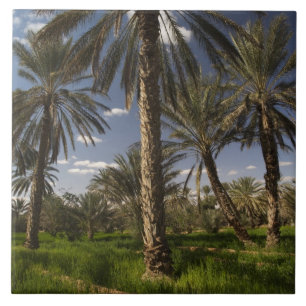 Carreau Tunisie, région des Ksour, Ksar Ghilane, palmier d