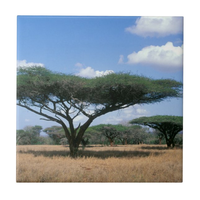 Carreau Umbrella Thorn Acacia (Acacia tortilis), Mkuze (Devant)