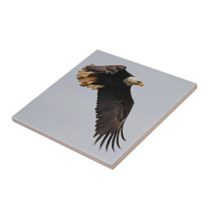 Carreau Un aigle à tête blanche monte vers le ciel
